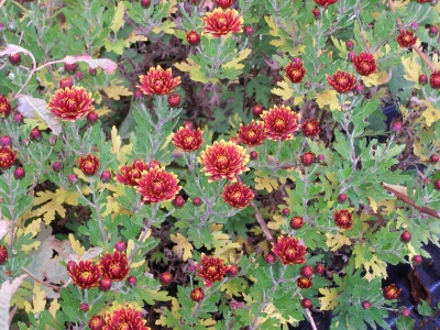 Chrysanthemum 'Etna'